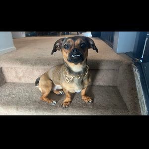 Meet your Posher, Hazel